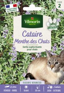 Cataire "Menthe des Chats" (Nepeta cataria) - Grand Modèle